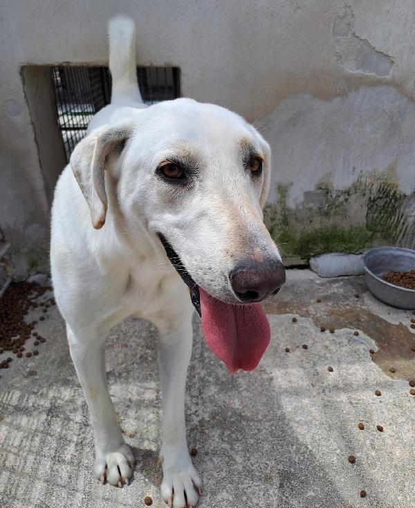 Minerva giovane cagnoletta sui 23 kg in cerca di casa Foto 4
